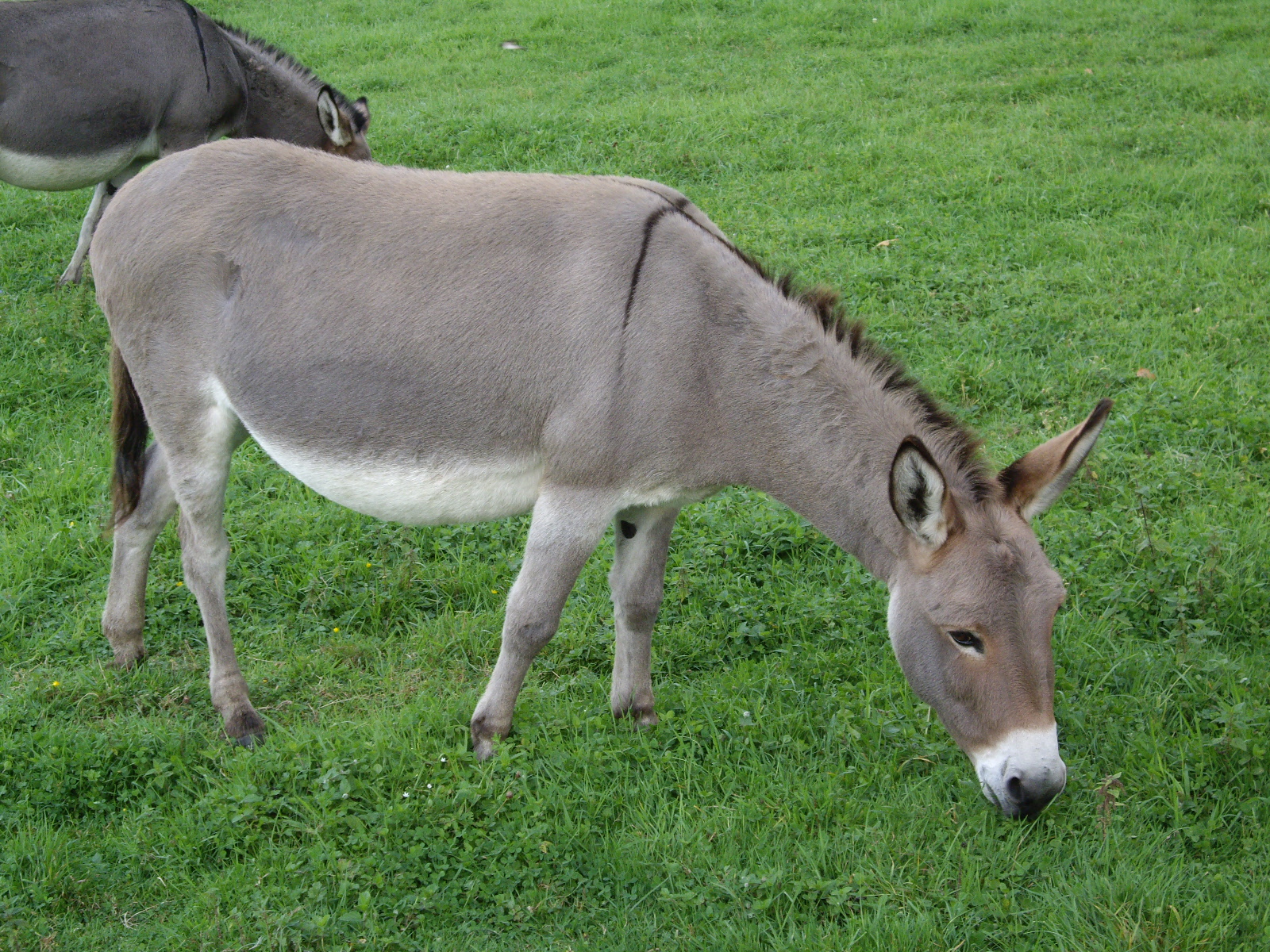 Magarac ZOO Palic